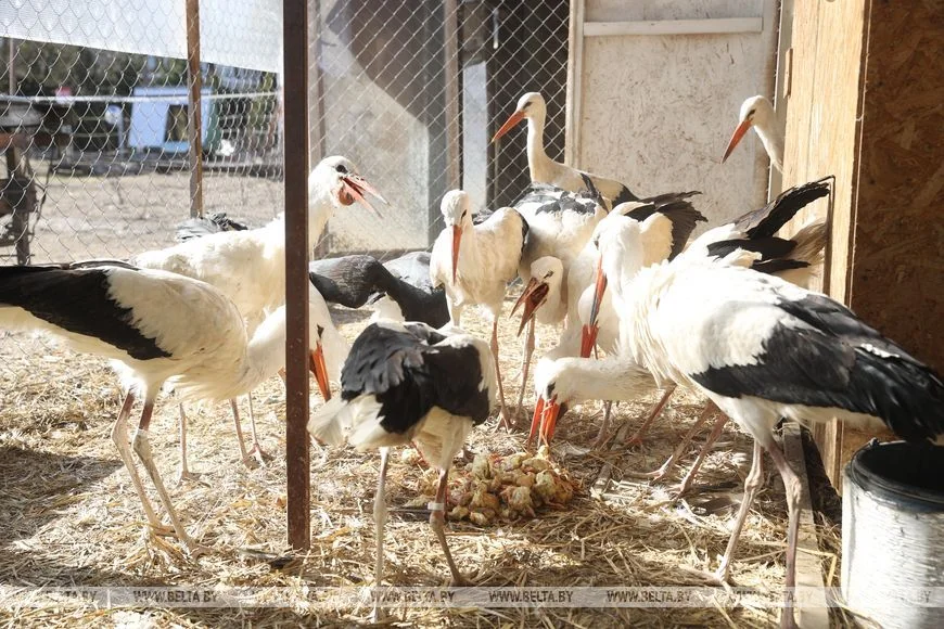 Как случайный птенец аиста превратил брестчанина в спасателя птиц