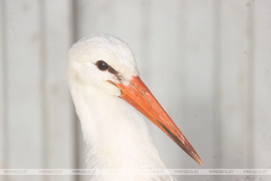 Как случайный птенец аиста превратил брестчанина в спасателя птиц