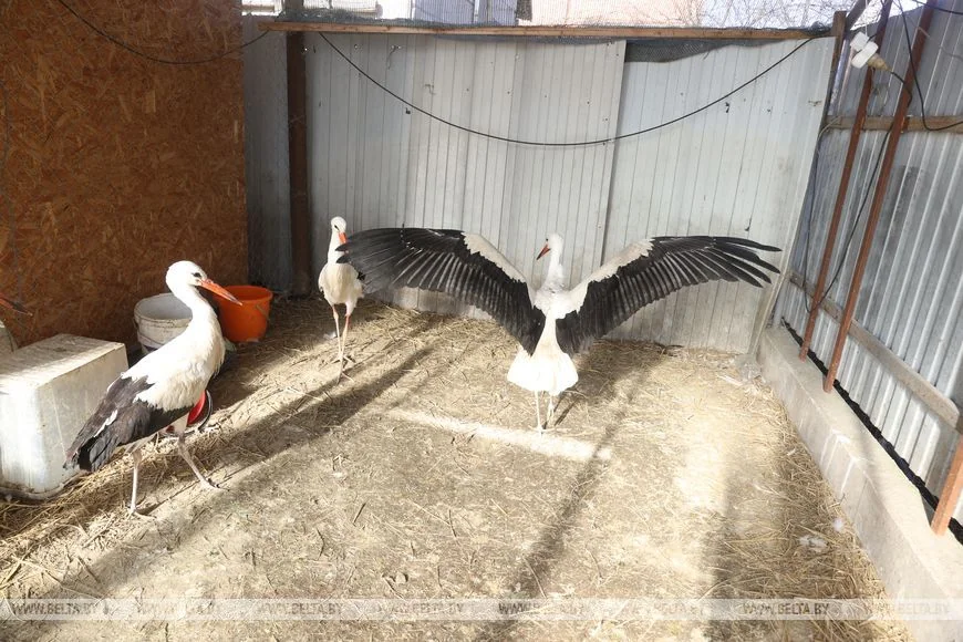 Как случайный птенец аиста превратил брестчанина в спасателя птиц