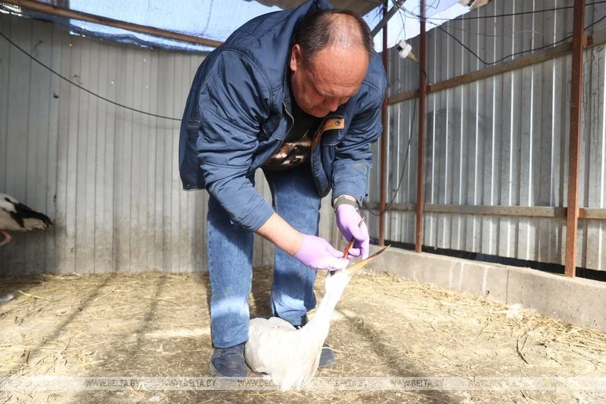 Как случайный птенец аиста превратил брестчанина в спасателя птиц