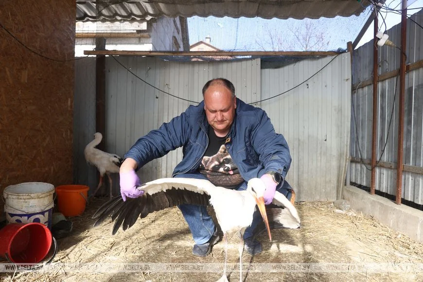 Как случайный птенец аиста превратил брестчанина в спасателя птиц