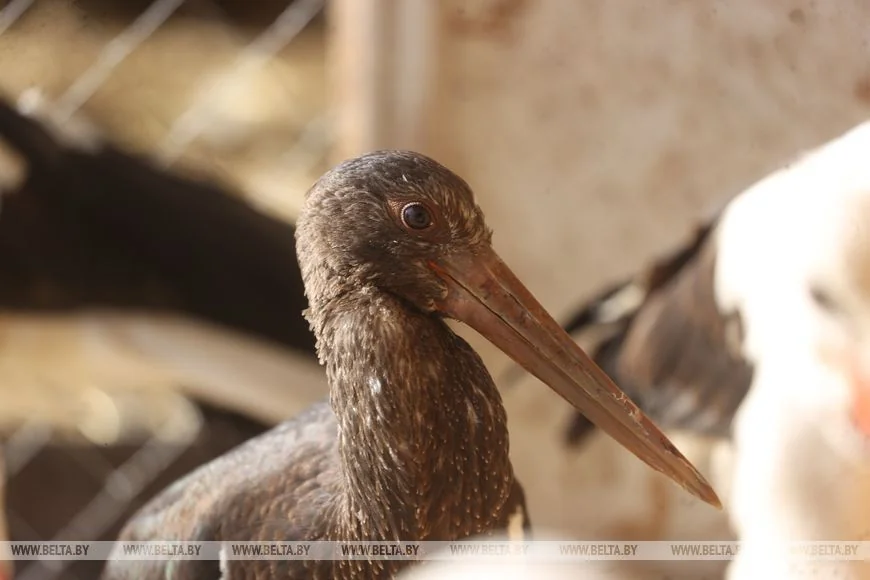 Как случайный птенец аиста превратил брестчанина в спасателя птиц