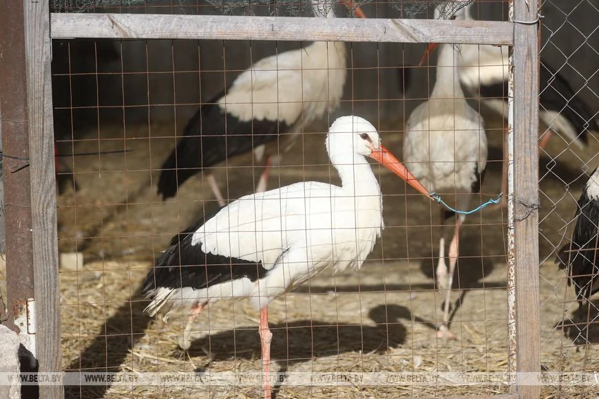 Как случайный птенец аиста превратил брестчанина в спасателя птиц