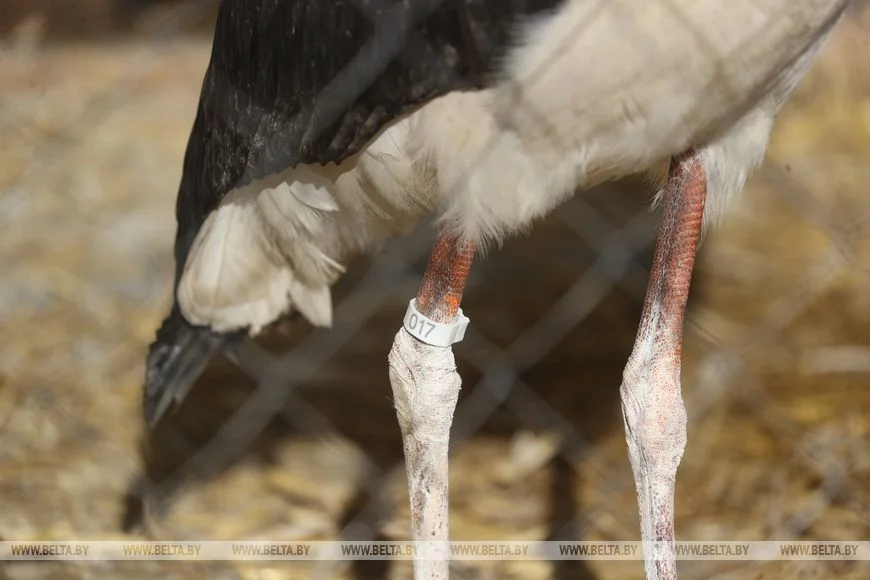 Как случайный птенец аиста превратил брестчанина в спасателя птиц