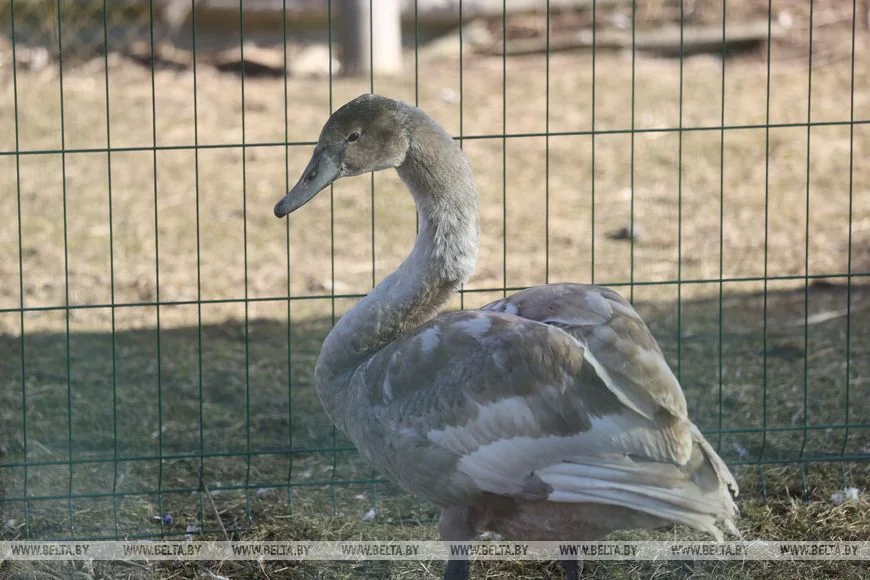 Как случайный птенец аиста превратил брестчанина в спасателя птиц