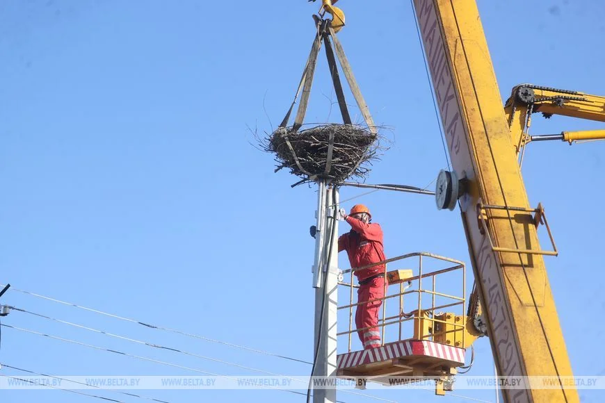 Как случайный птенец аиста превратил брестчанина в спасателя птиц