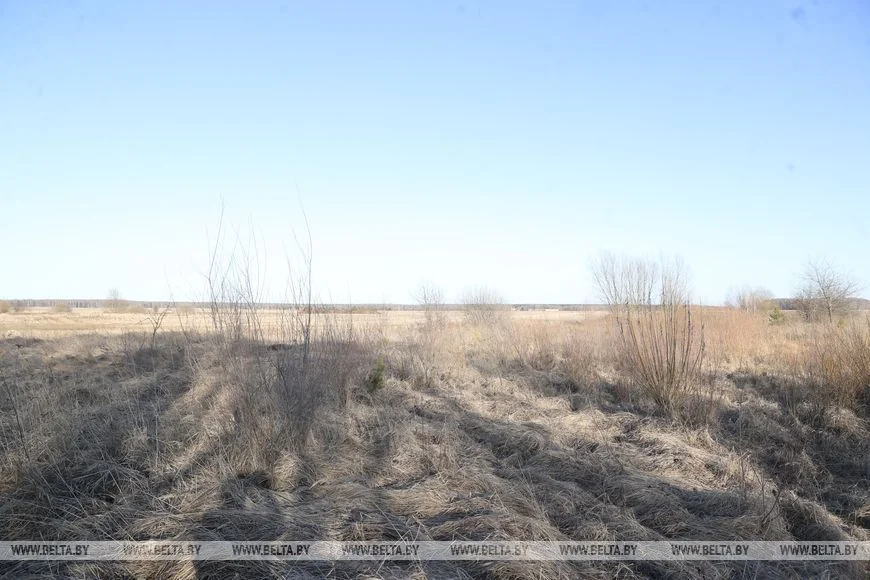 Как случайный птенец аиста превратил брестчанина в спасателя птиц