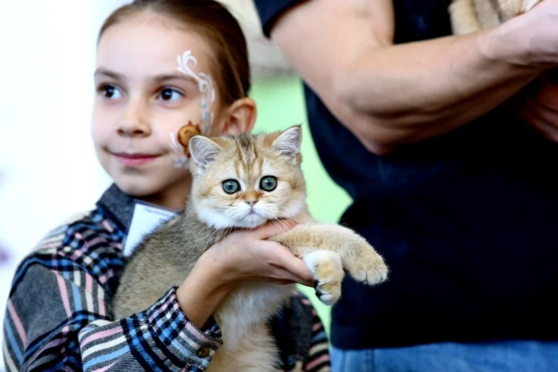 В Бресте устроили большую выставку кошек с редкими породами