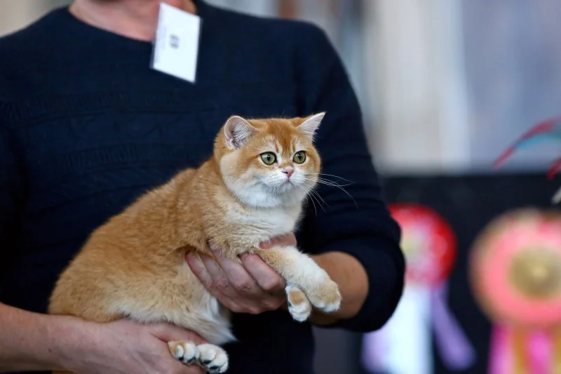 В Бресте устроили большую выставку кошек с редкими породами