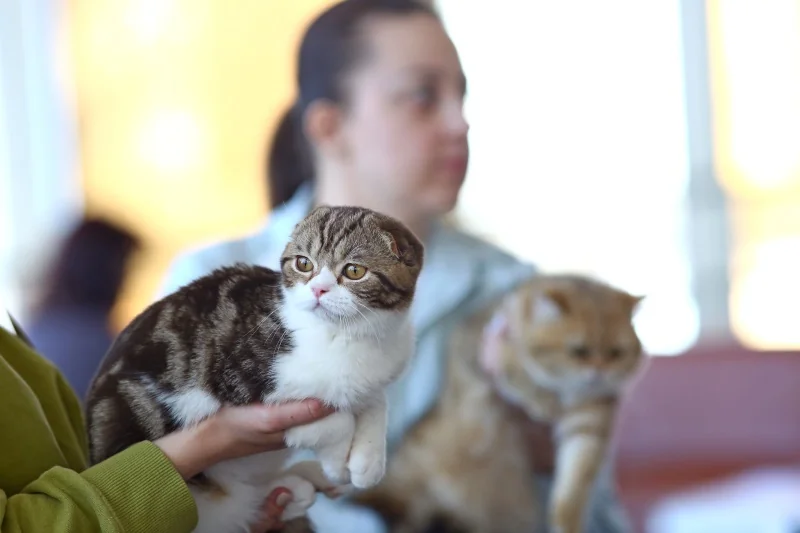 В Бресте устроили большую выставку кошек с редкими породами