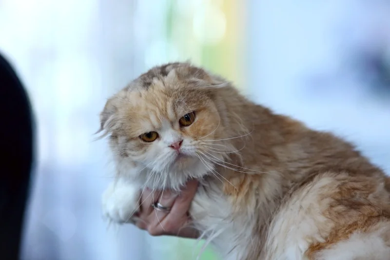 В Бресте устроили большую выставку кошек с редкими породами