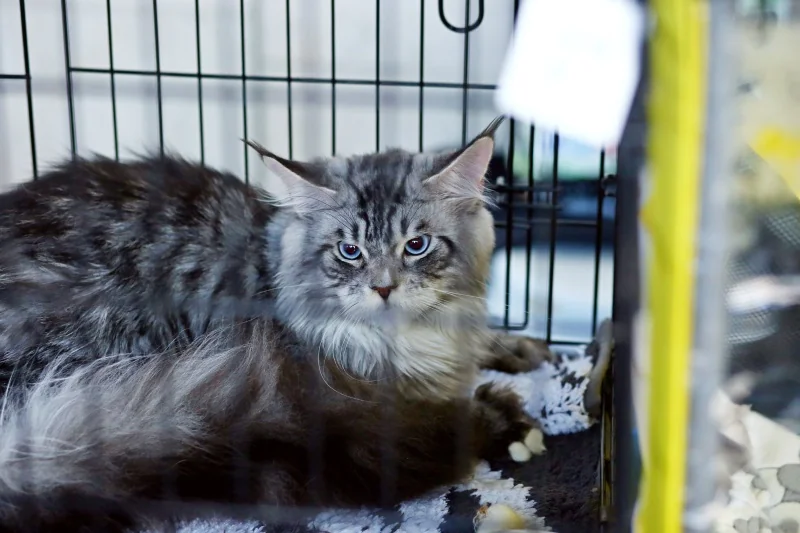 В Бресте устроили большую выставку кошек с редкими породами