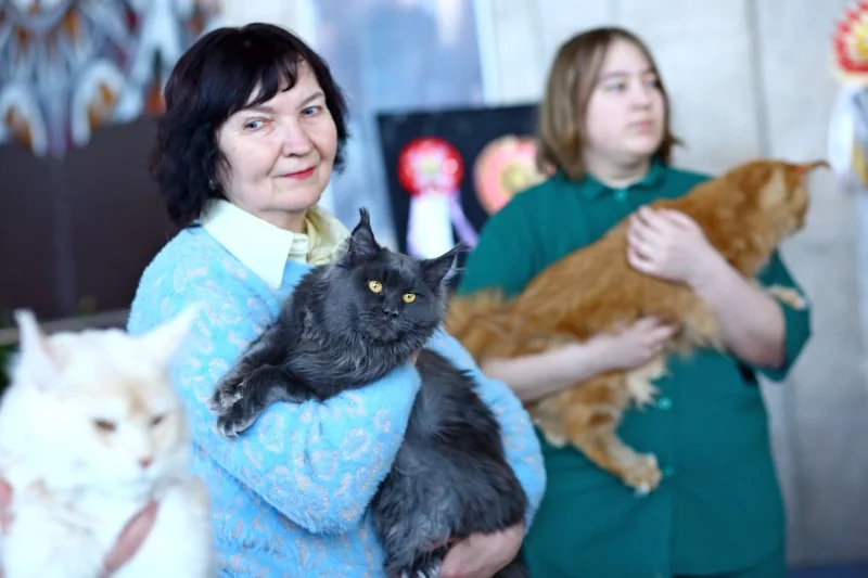 В Бресте устроили большую выставку кошек с редкими породами