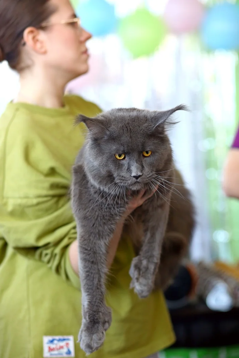 В Бресте устроили большую выставку кошек с редкими породами