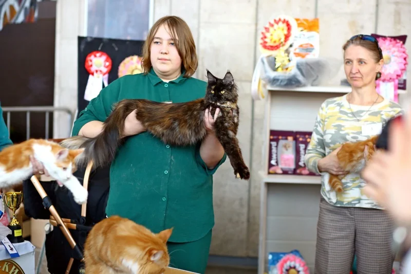 В Бресте устроили большую выставку кошек с редкими породами