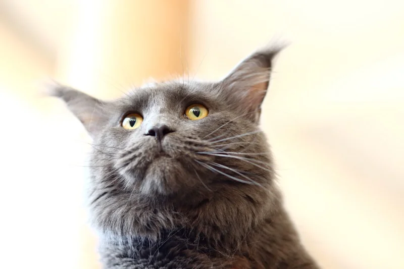 В Бресте устроили большую выставку кошек с редкими породами