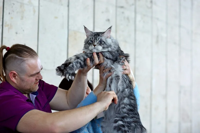 В Бресте устроили большую выставку кошек с редкими породами