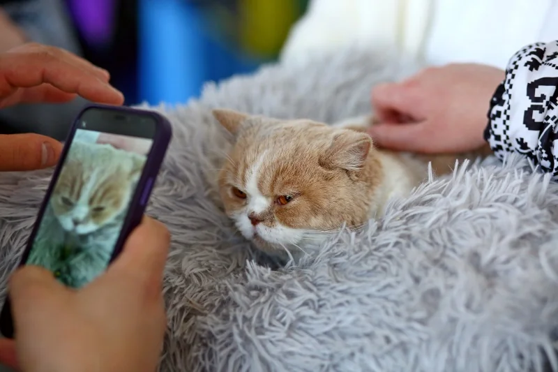 В Бресте устроили большую выставку кошек с редкими породами