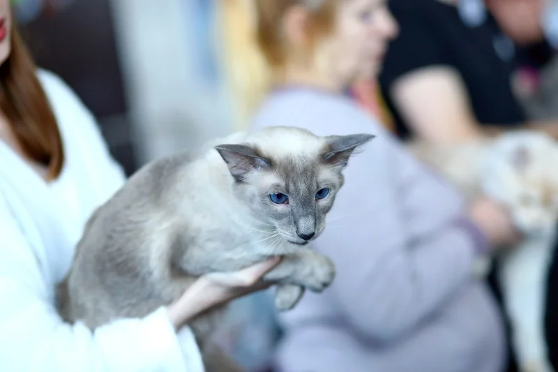 В Бресте устроили большую выставку кошек с редкими породами