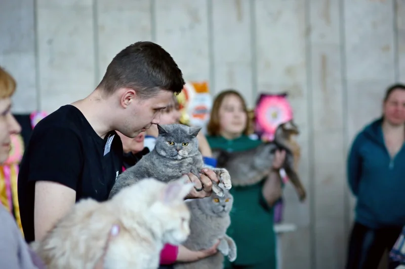 В Бресте устроили большую выставку кошек с редкими породами
