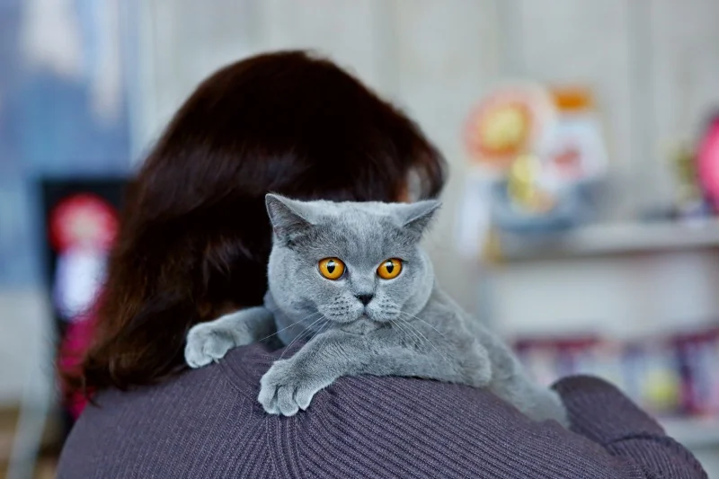 В Бресте устроили большую выставку кошек с редкими породами