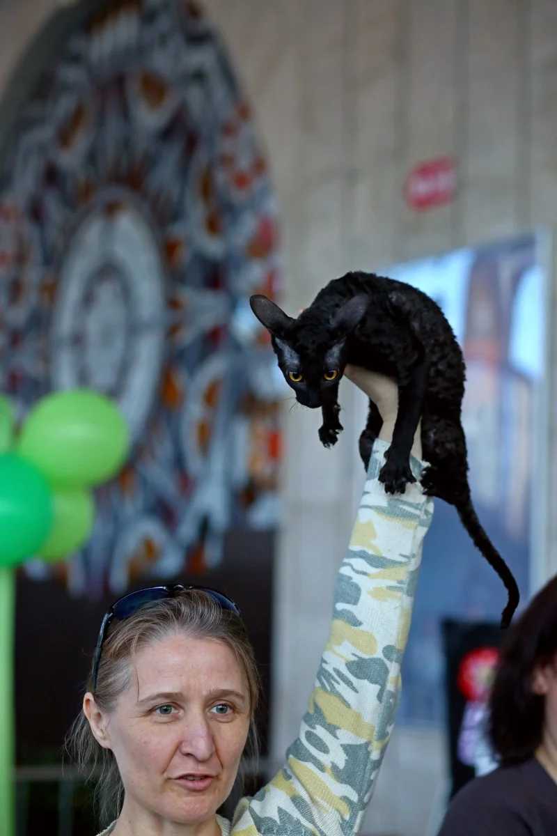 В Бресте устроили большую выставку кошек с редкими породами