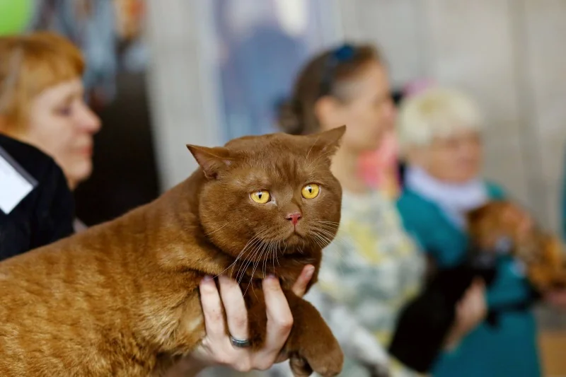 В Бресте устроили большую выставку кошек с редкими породами