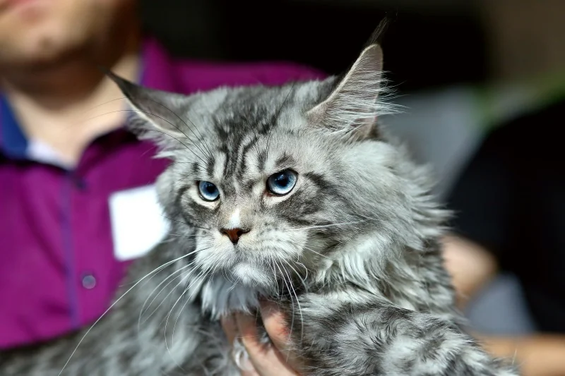 В Бресте устроили большую выставку кошек с редкими породами