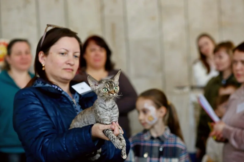 В Бресте устроили большую выставку кошек с редкими породами
