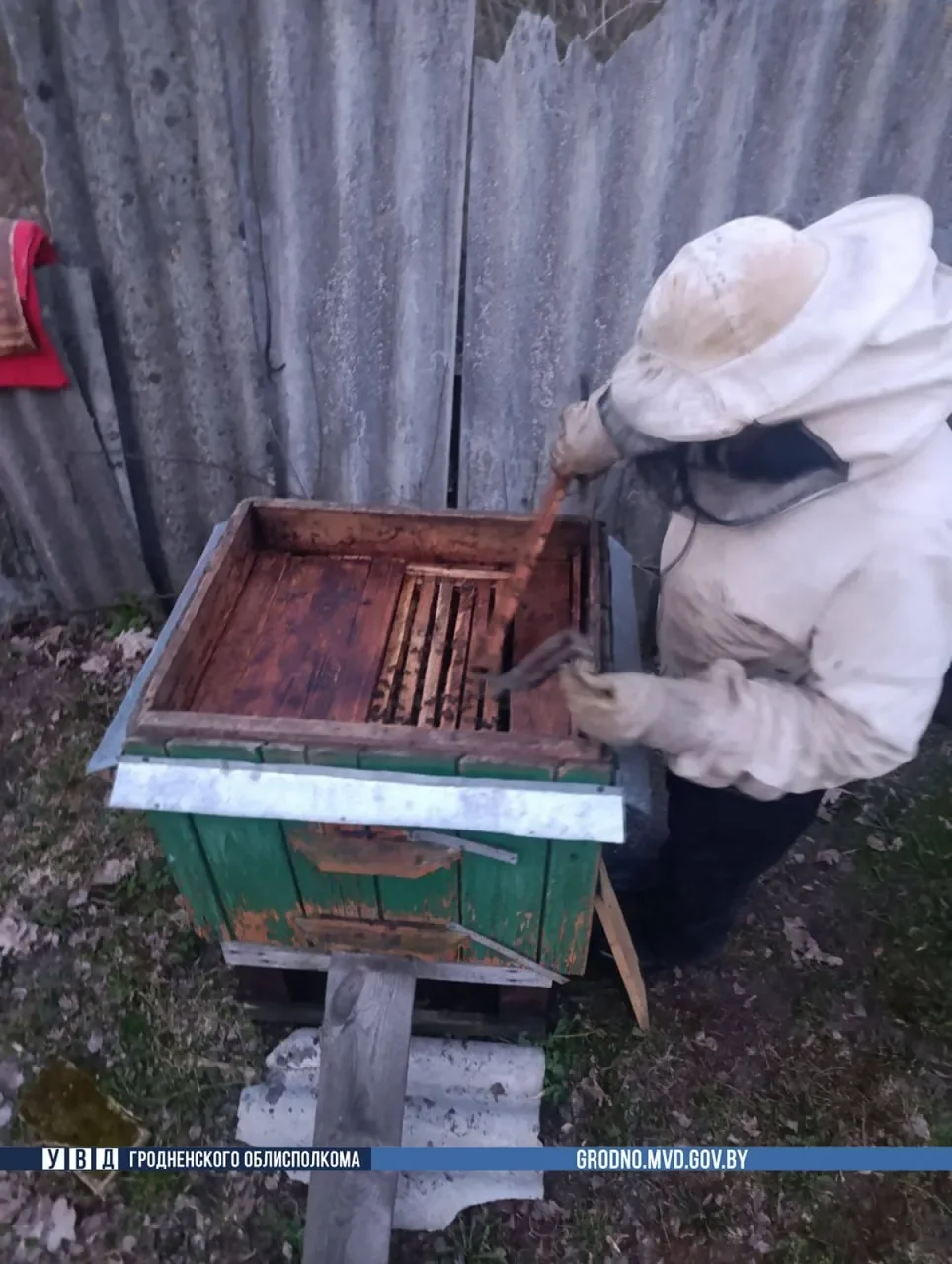 Белорус украл у соседа около 100 тысяч пчел — подробности необычной кражи