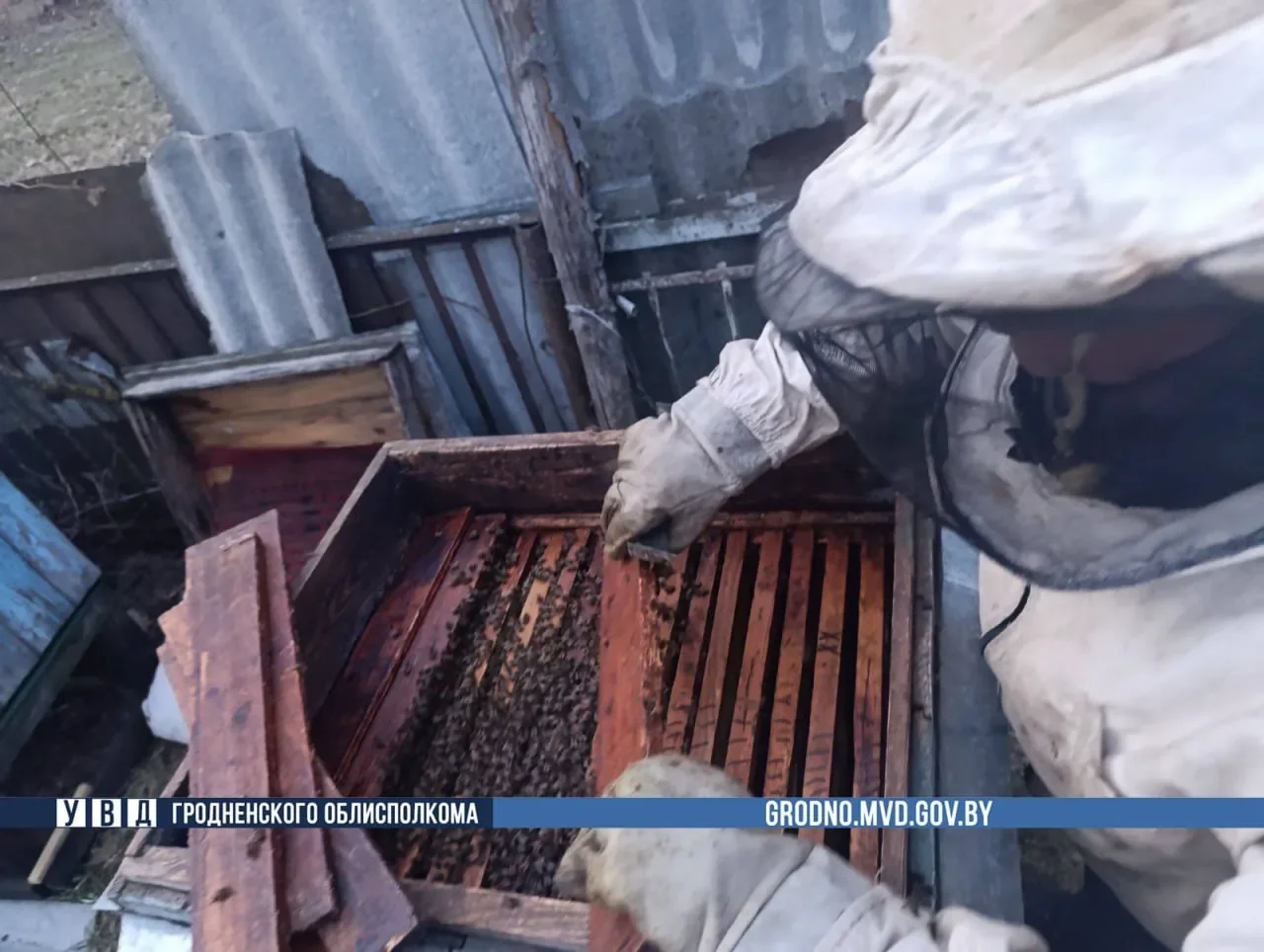 Белорус украл у соседа около 100 тысяч пчел — подробности необычной кражи