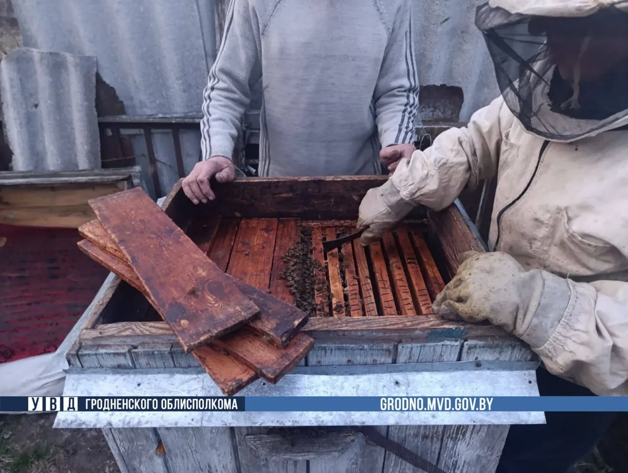 Белорус украл у соседа около 100 тысяч пчел — подробности необычной кражи