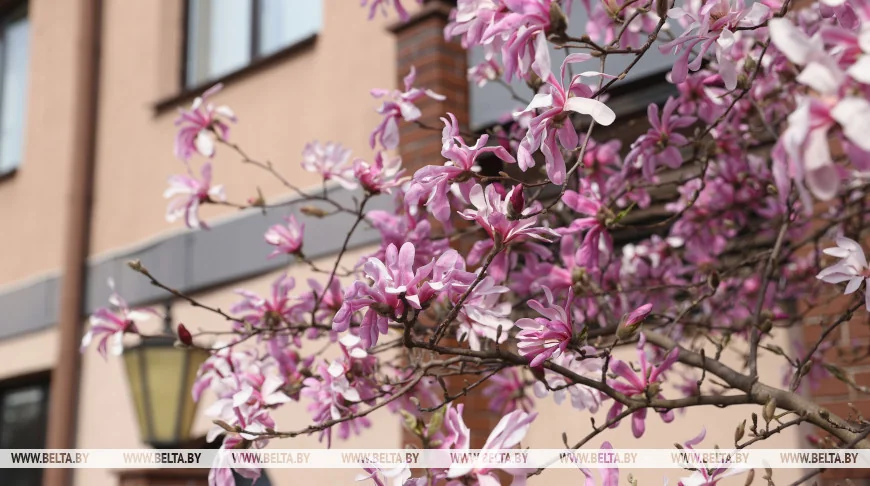 В Бресте распустилась магнолия