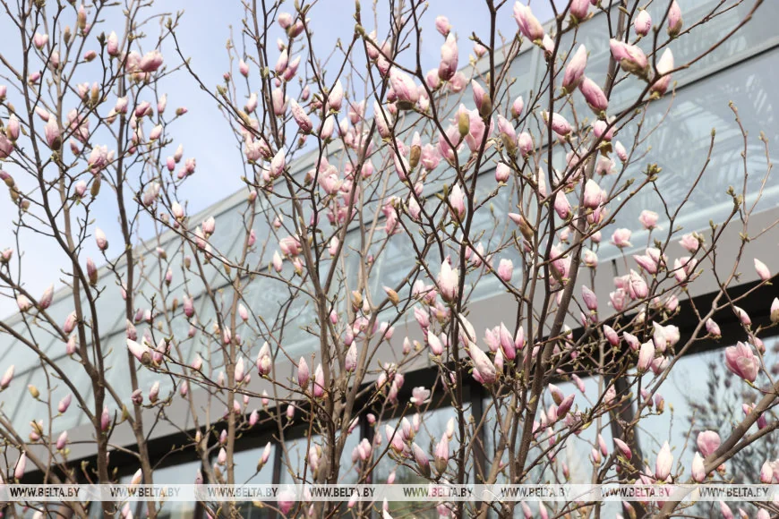 В Бресте распустилась магнолия
