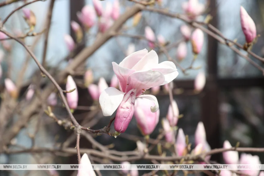 В Бресте распустилась магнолия