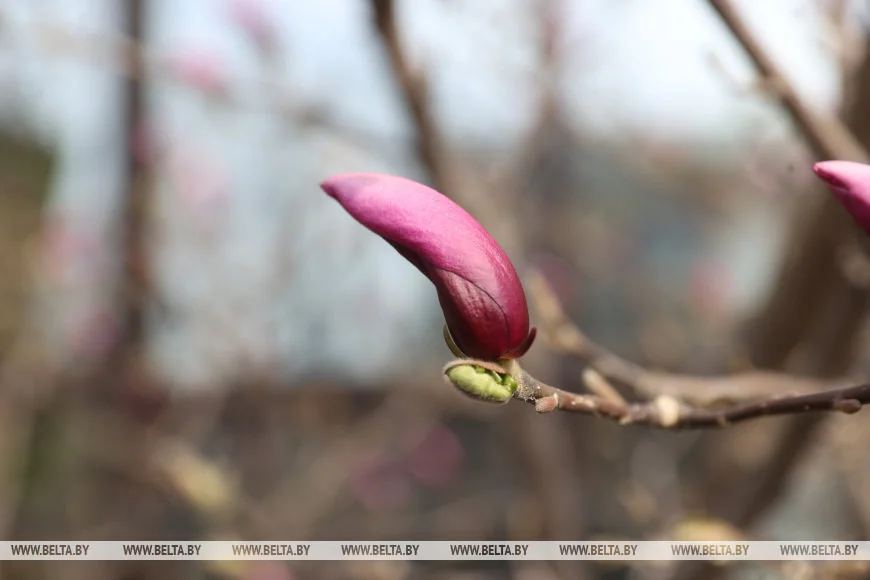 В Бресте распустилась магнолия