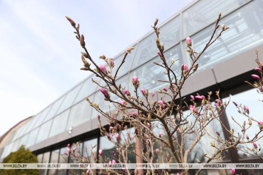В Бресте распустилась магнолия