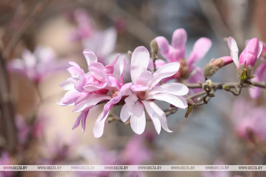 В Бресте распустилась магнолия