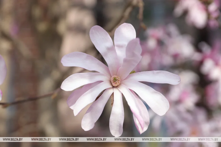 В Бресте распустилась магнолия