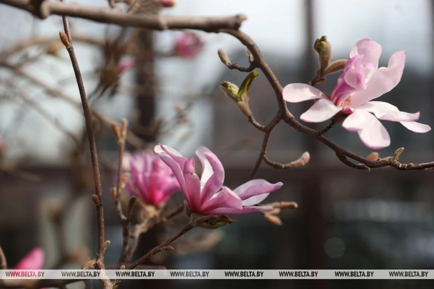 В Бресте распустилась магнолия