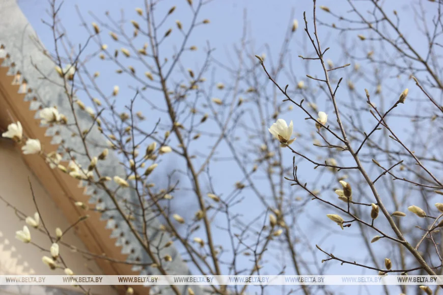 В Бресте распустилась магнолия