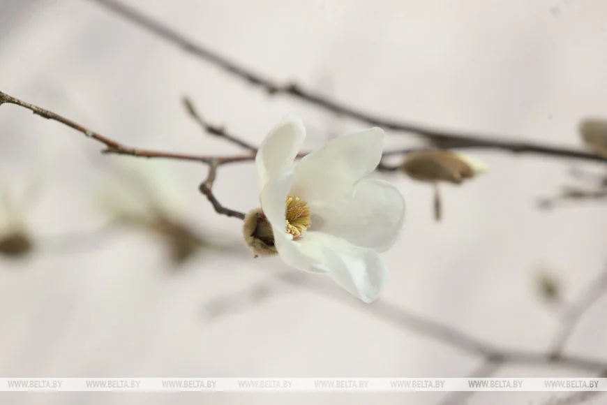 В Бресте распустилась магнолия
