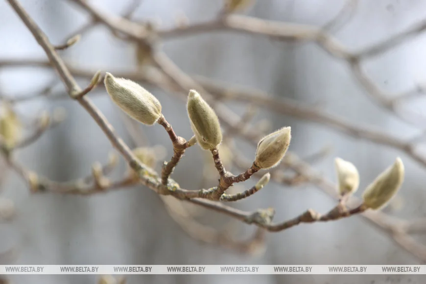 В Бресте распустилась магнолия