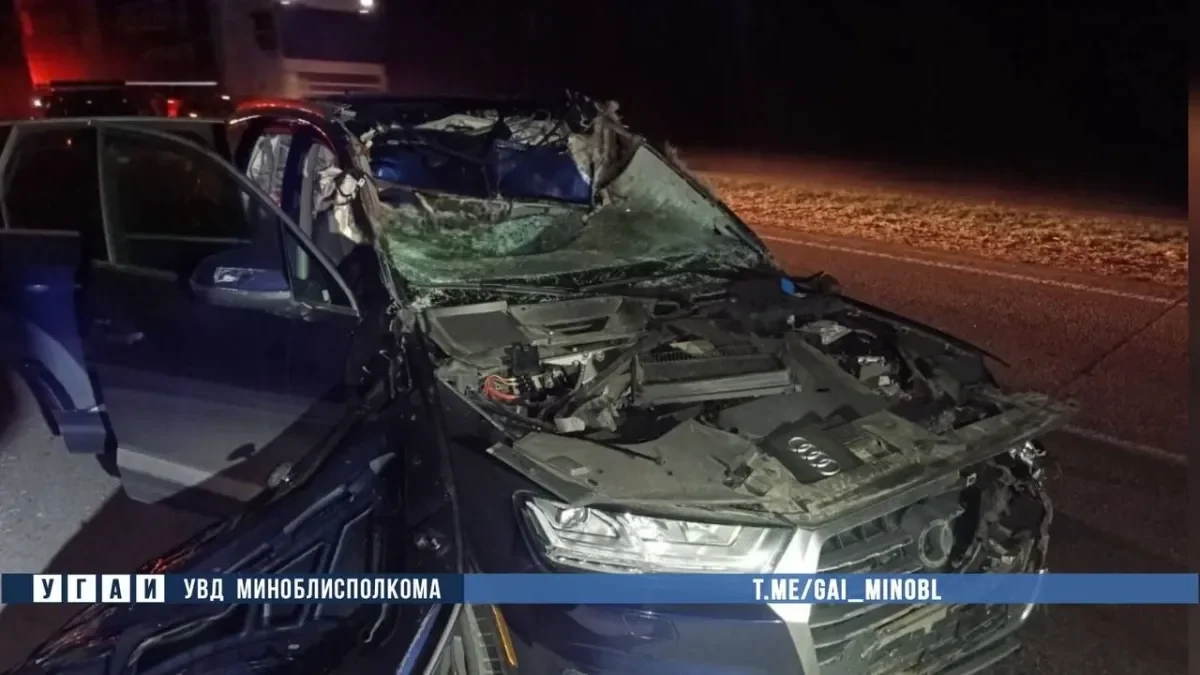 На трассе М1 при столкновении с лосем погиб пассажир Audi Q7