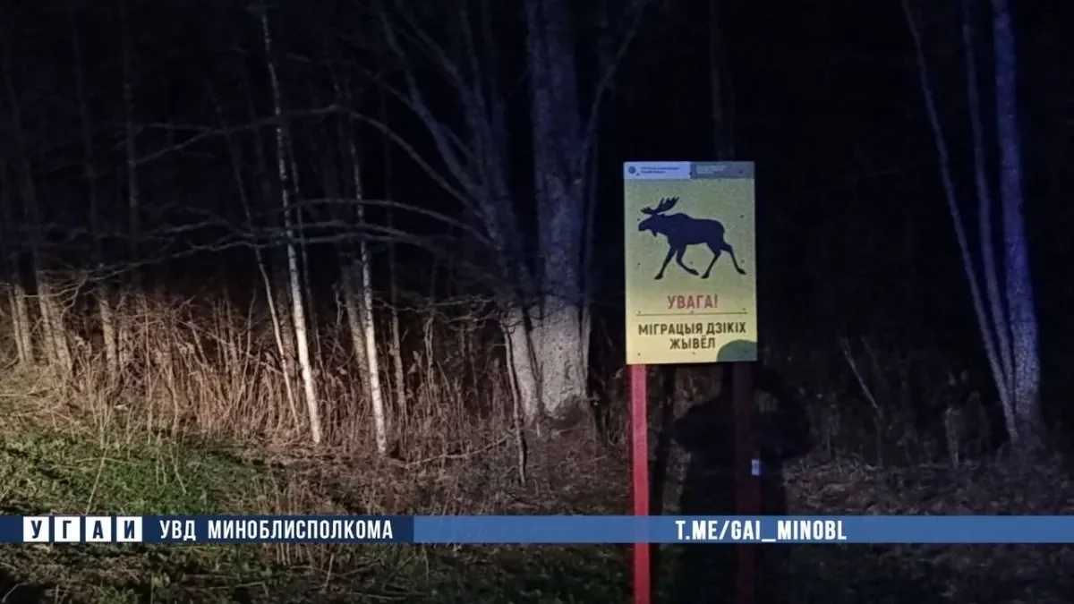 На трассе М1 при столкновении с лосем погиб пассажир Audi Q7