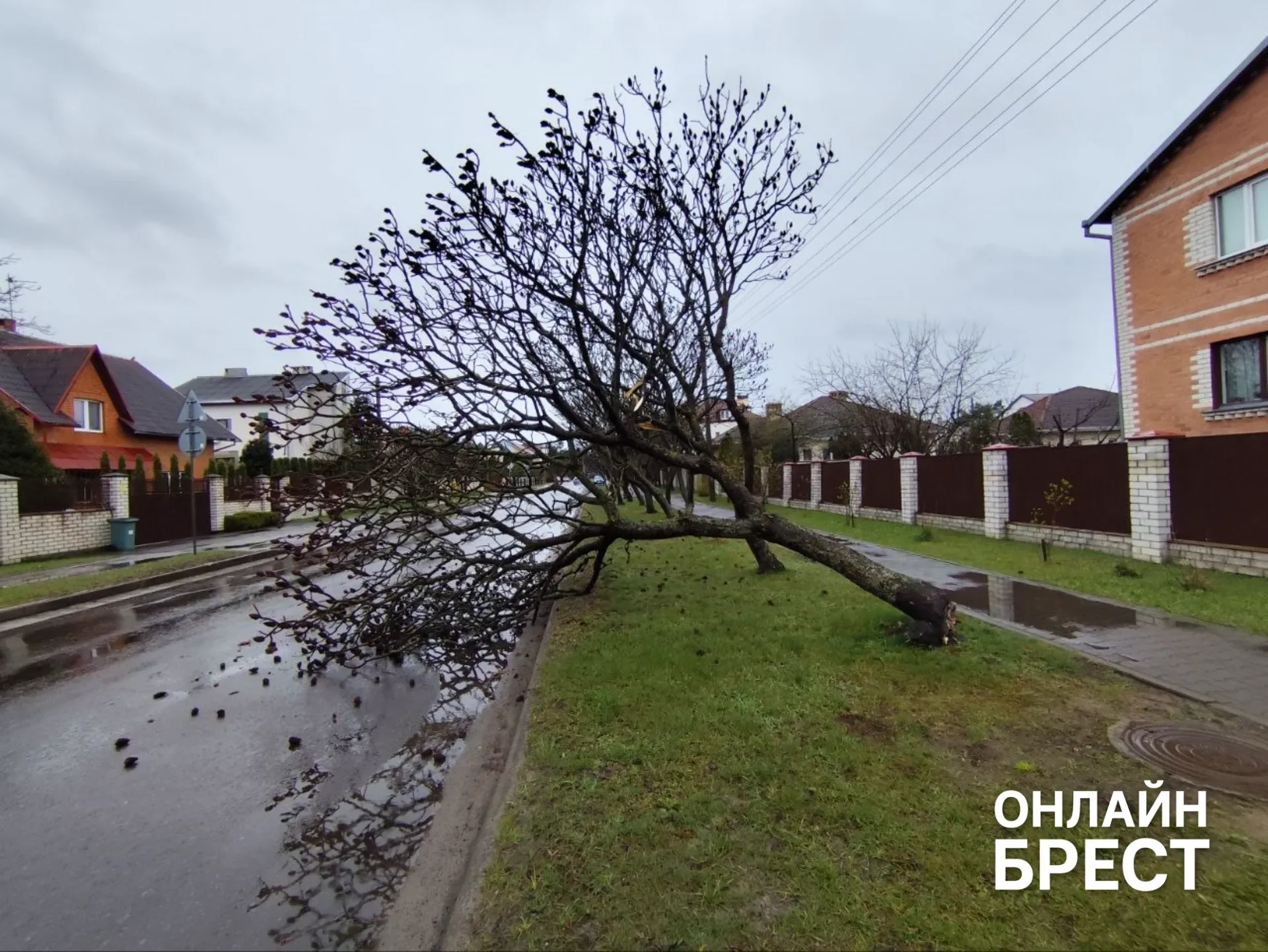 Сильный ветер в Бресте: дерево упало на дорогу