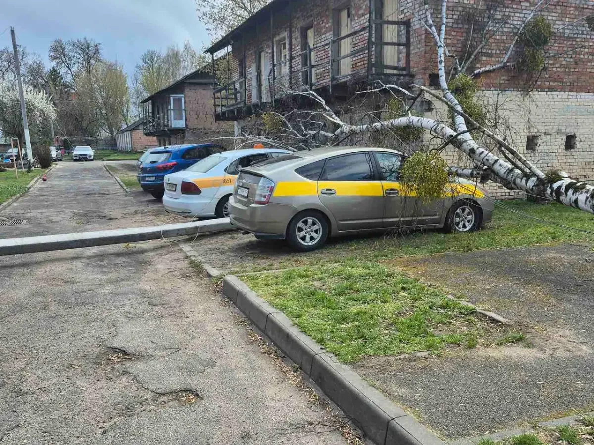 В Бресте на ул. Зубачева упали дерево и опора ЛЭП: два авто повреждены
