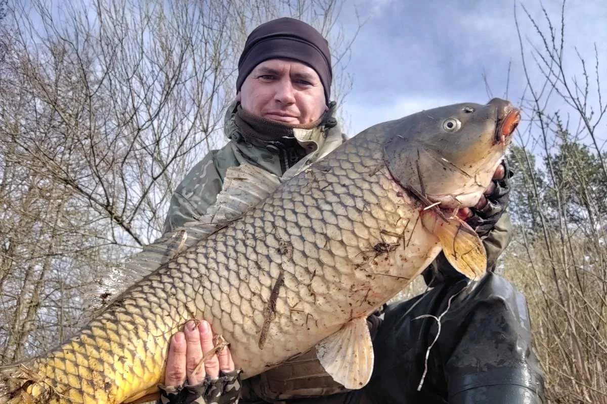 Сазан на спиннинг с реки Неман