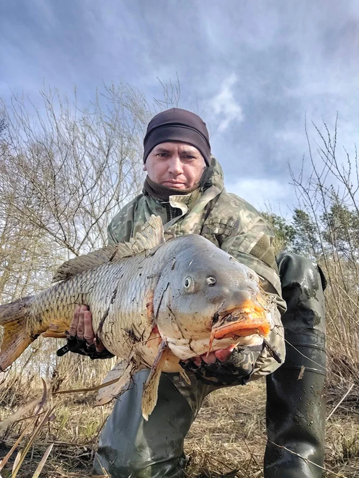 Очень крупный сазан