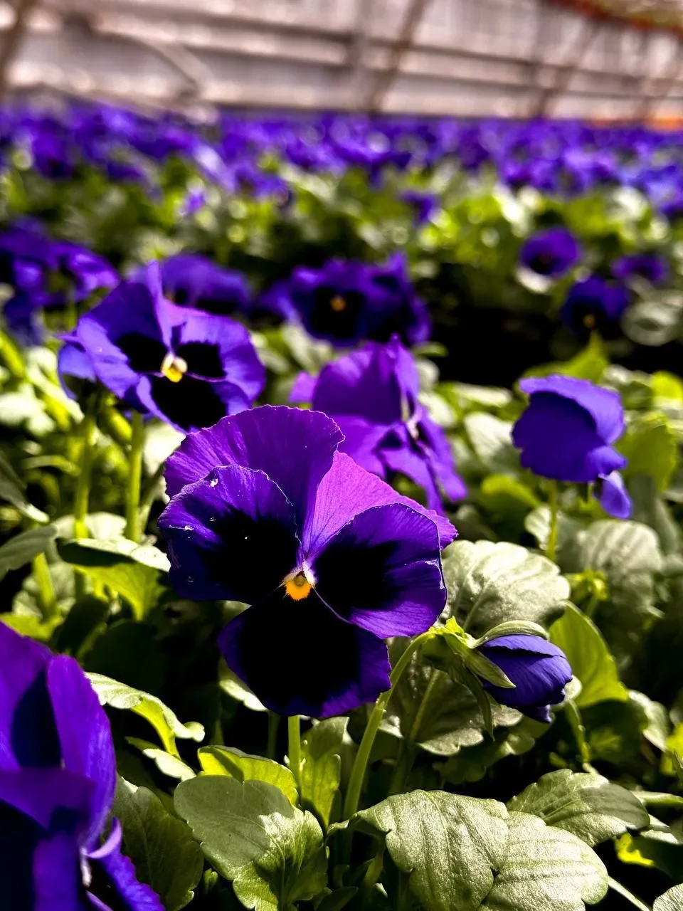 К майским праздникам Брест украсят сотни тысяч цветов